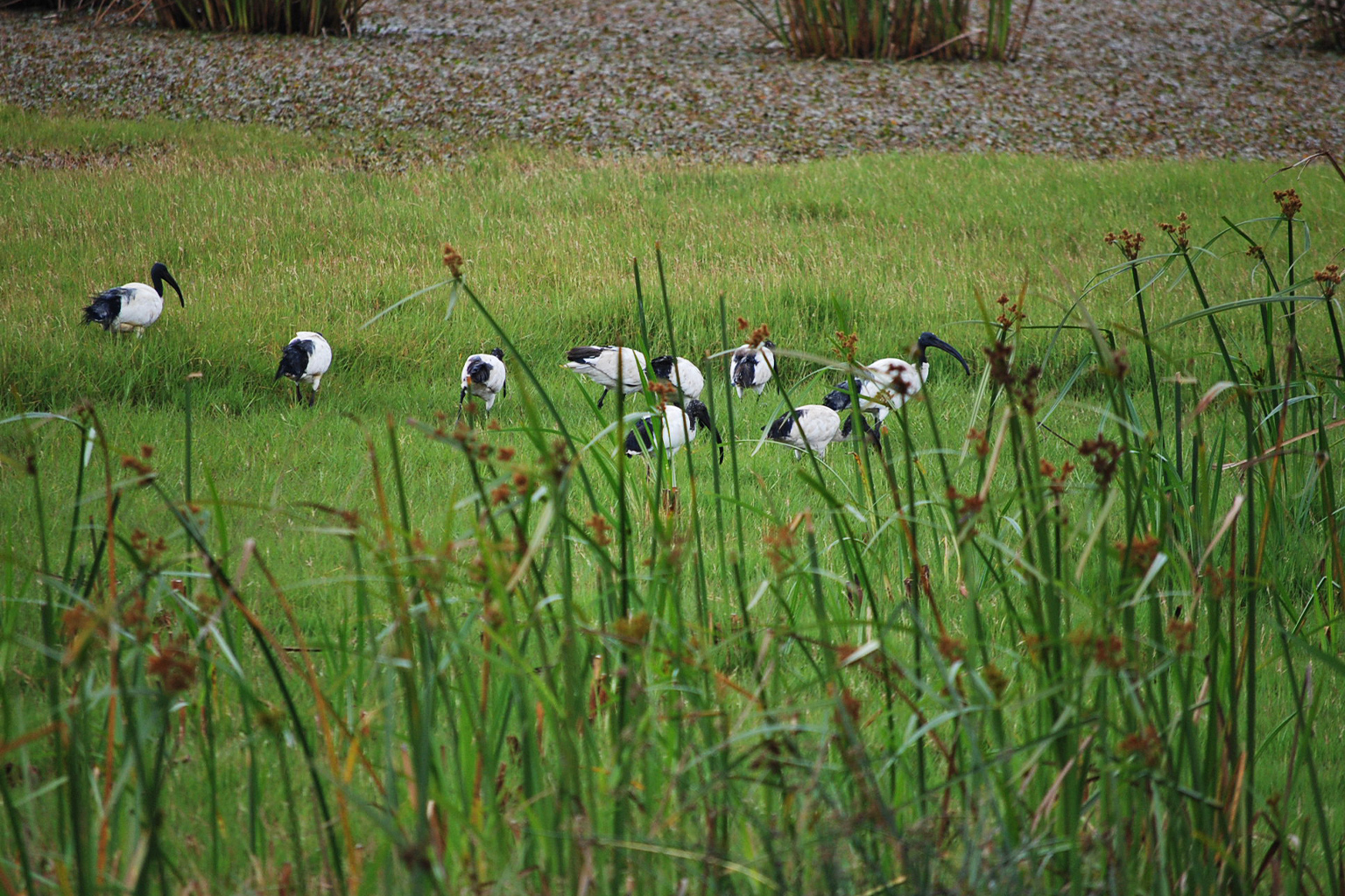 Restoring Manguo Swamp: A Collective Effort for Wetland Conservation