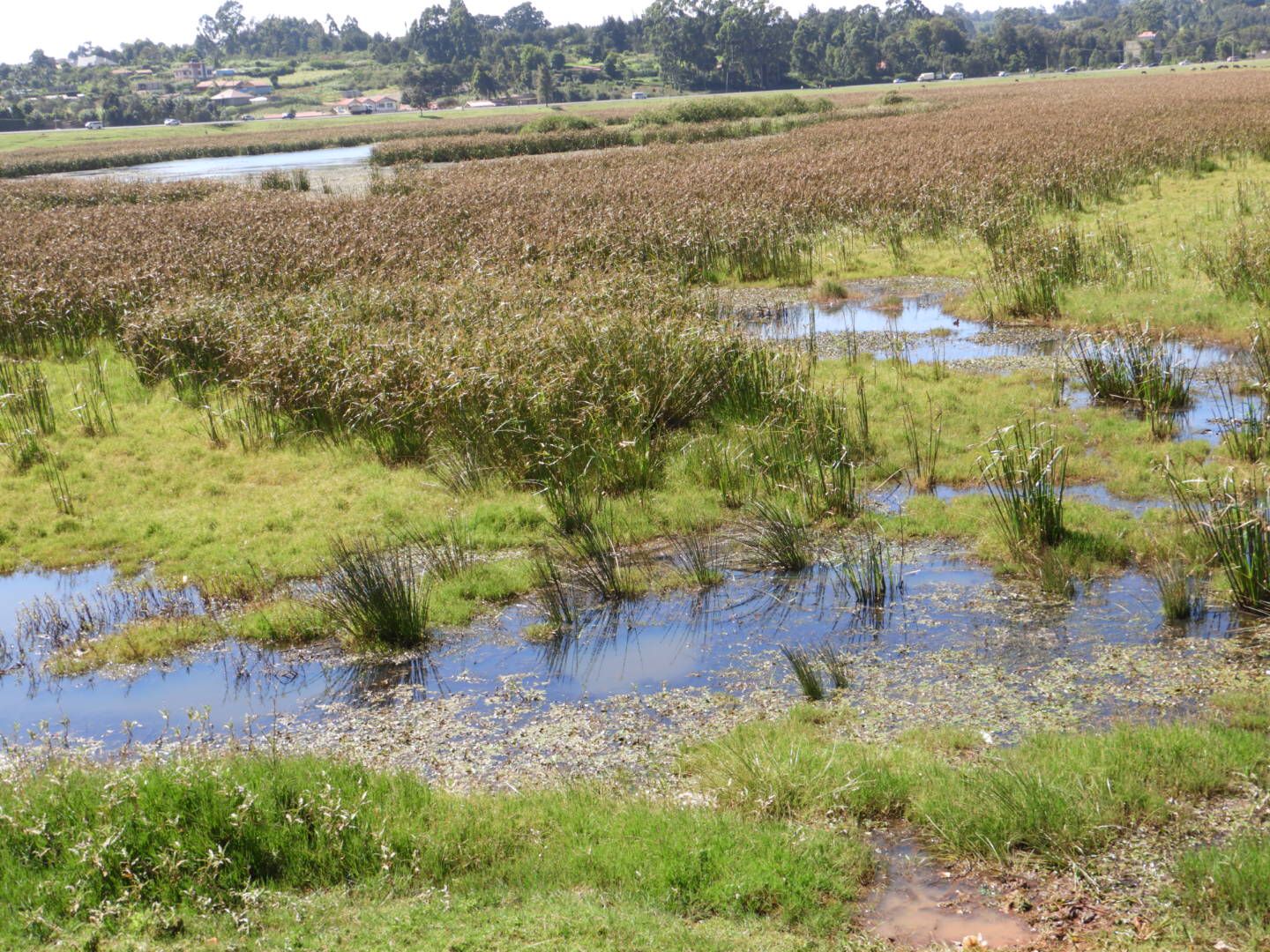 MANGUO SWAMP: A CALL FOR PROTECTION.