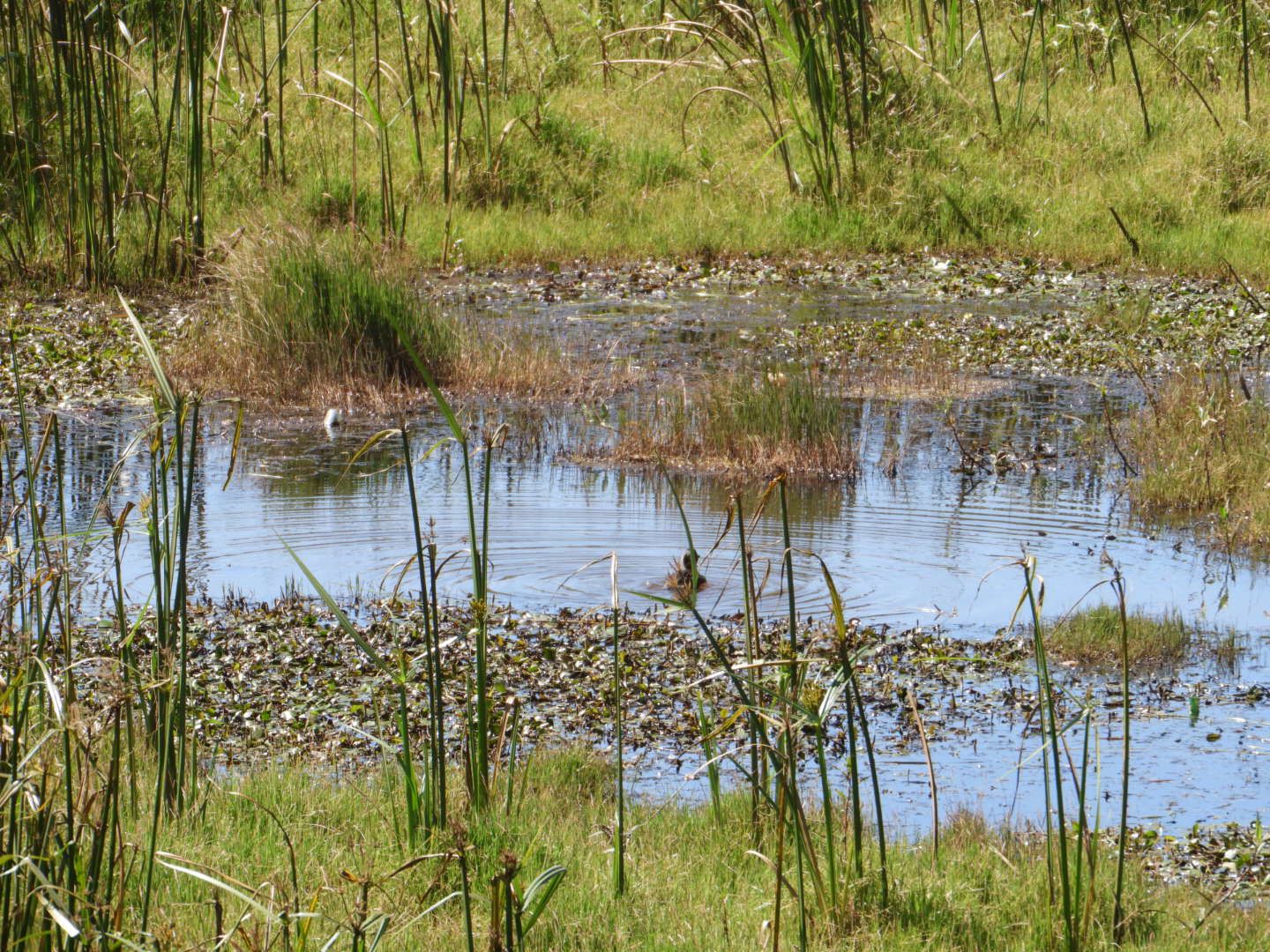 The diminishing wetland of Manguo in Limuru; What needs to be done.