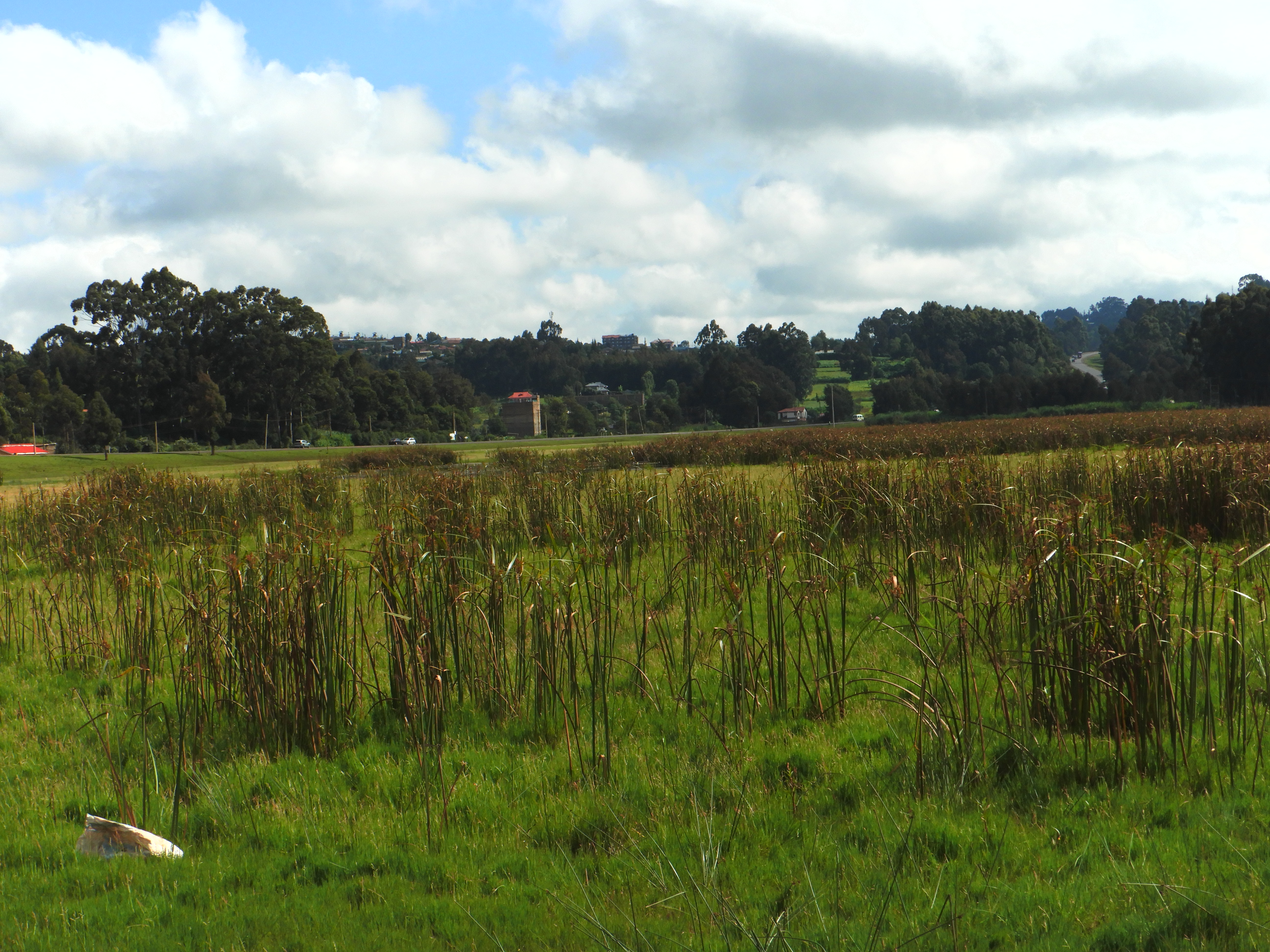 WATER is LIFE and the sources needs to be protected- A case for Manguo Swamp in Limuru Kenya.